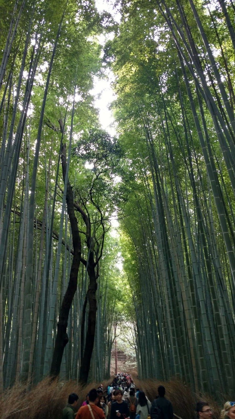 Photo of Japan Part 2 - Day trip from Kyoto by Mariya Nalawala