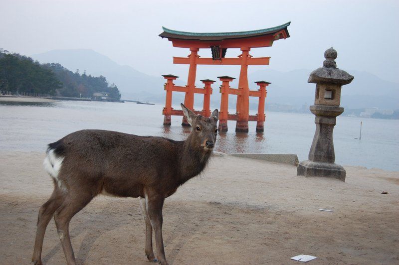 Photo of Japan Part 3 - Hiroshima & Miyajima by Mariya Nalawala