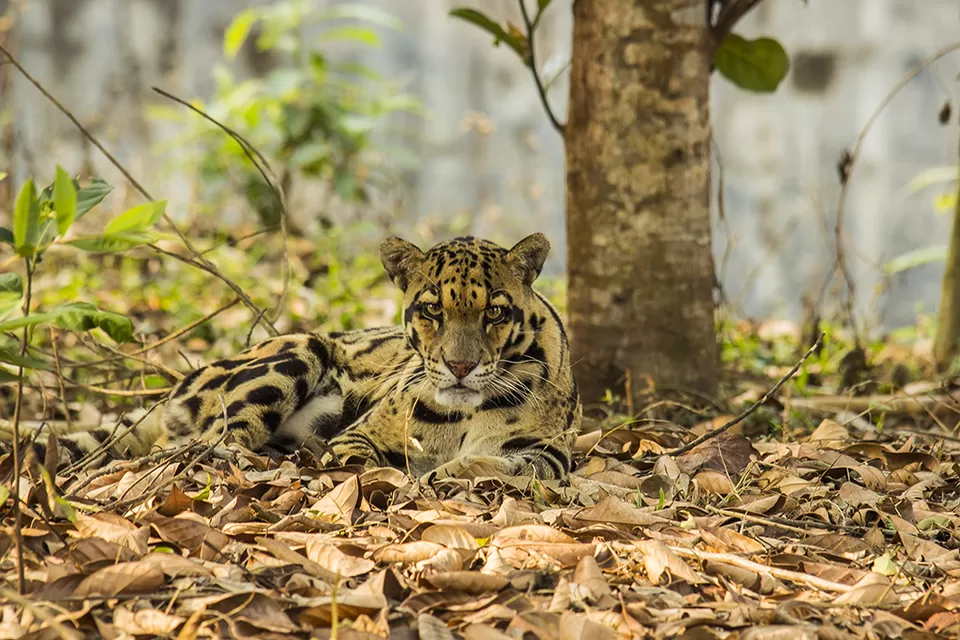 Photo of Sepahijala Wildlife Sanctuary, Uttar Charilam, Tripura, India by Shashi Priya