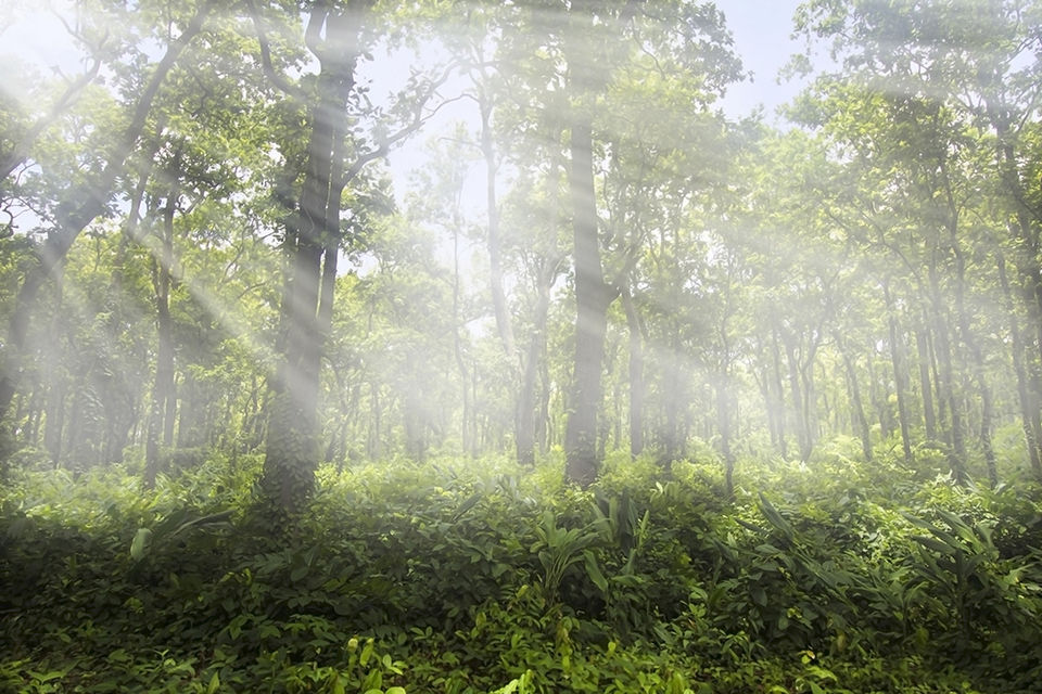 Photo of Move Over Tawang, Living Root Bridges, Hornbill; Enter Palak Dil, Wah Krip, Aoling by Shashi Priya