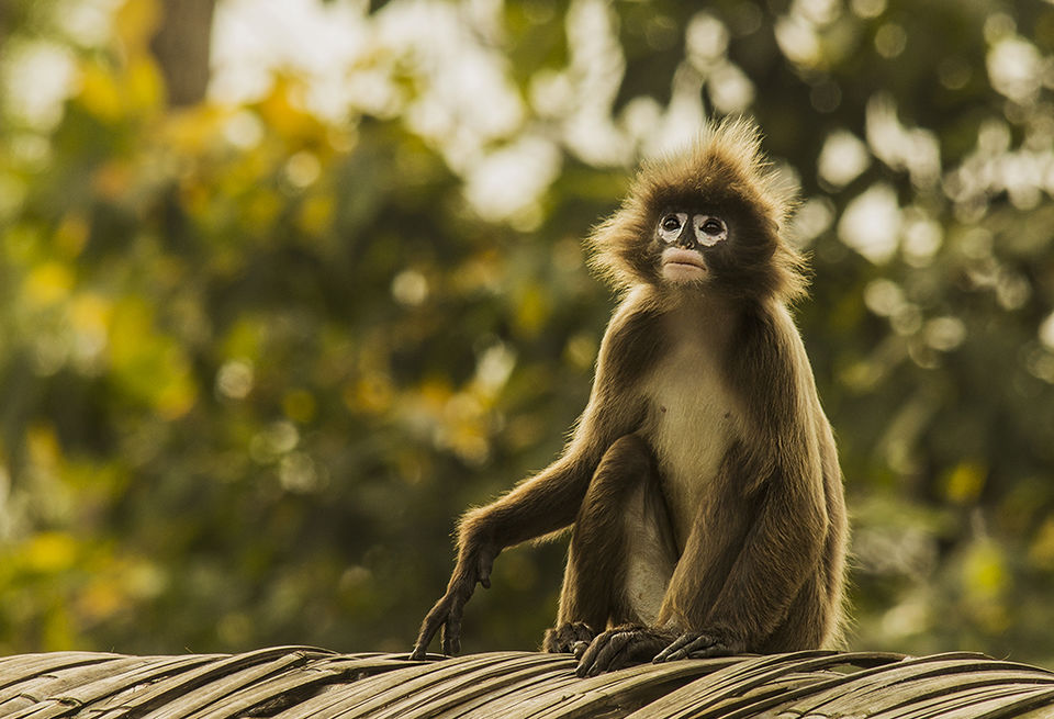 Photo of Move Over Tawang, Living Root Bridges, Hornbill; Enter Palak Dil, Wah Krip, Aoling by Shashi Priya