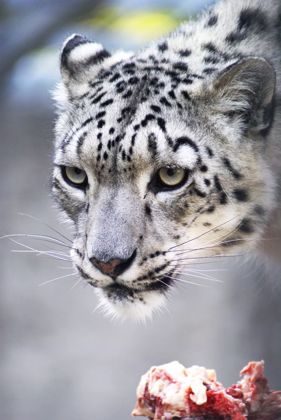 Photo of Hemis National Park by Shashi Priya