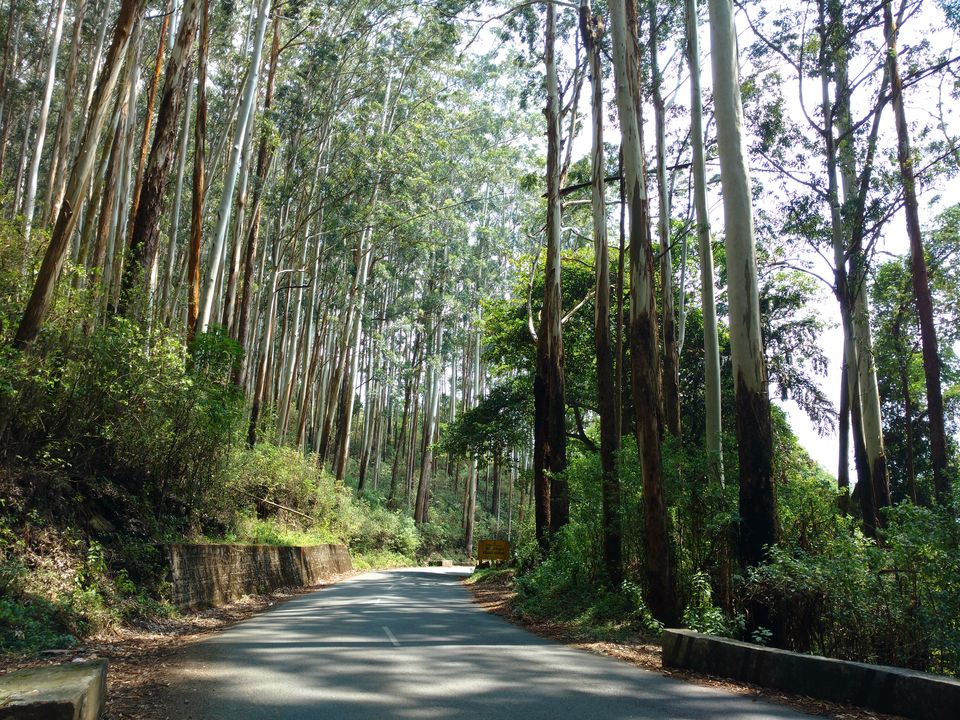 Photo of Numero Uno :Ooty by Prajwal Chengappa