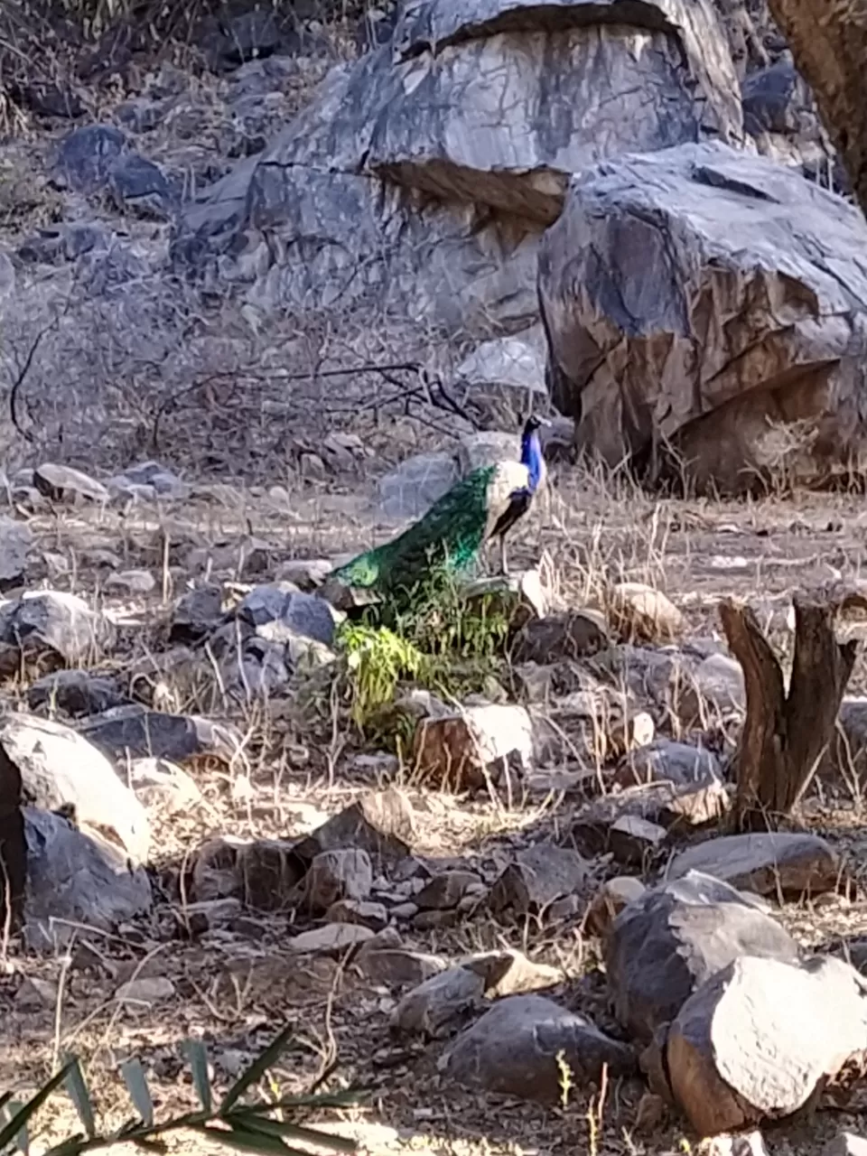 Photo of Sariska National Park by Shalini Magdel Das