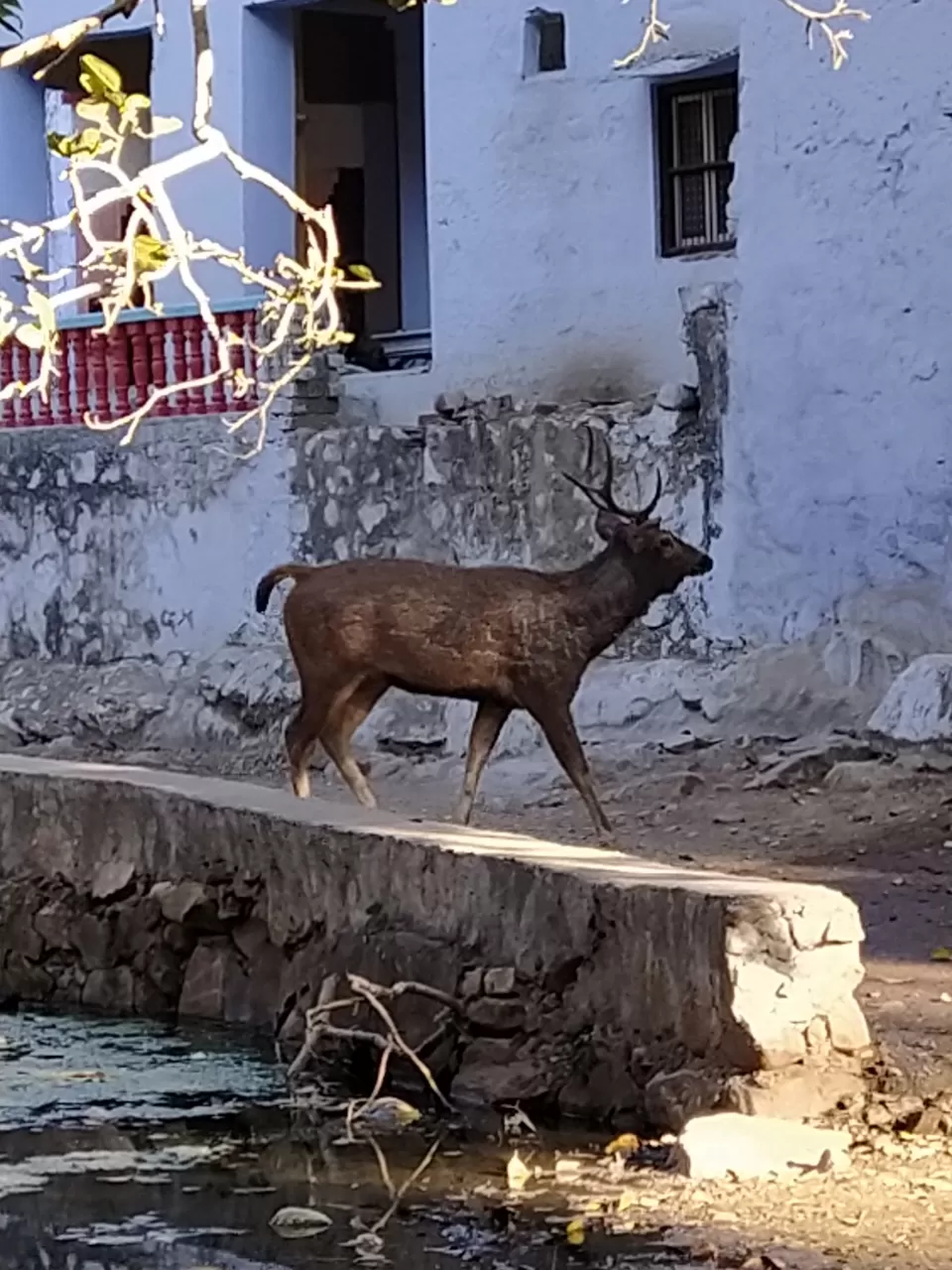 Photo of Sariska National Park by Shalini Magdel Das