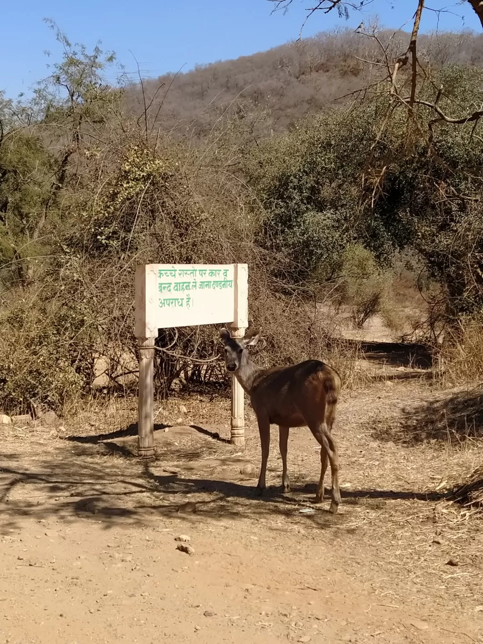 Photo of Sariska National Park by Shalini Magdel Das