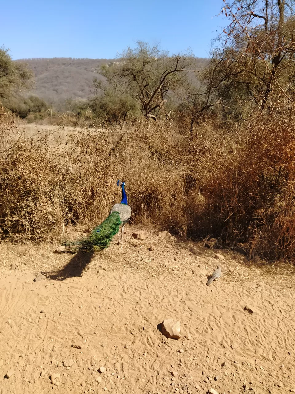 Photo of Sariska National Park by Shalini Magdel Das