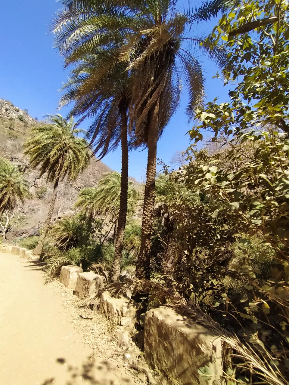 Photo of Sariska National Park by Shalini Magdel Das