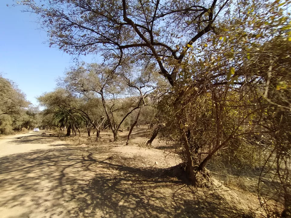 Photo of Sariska National Park by Shalini Magdel Das