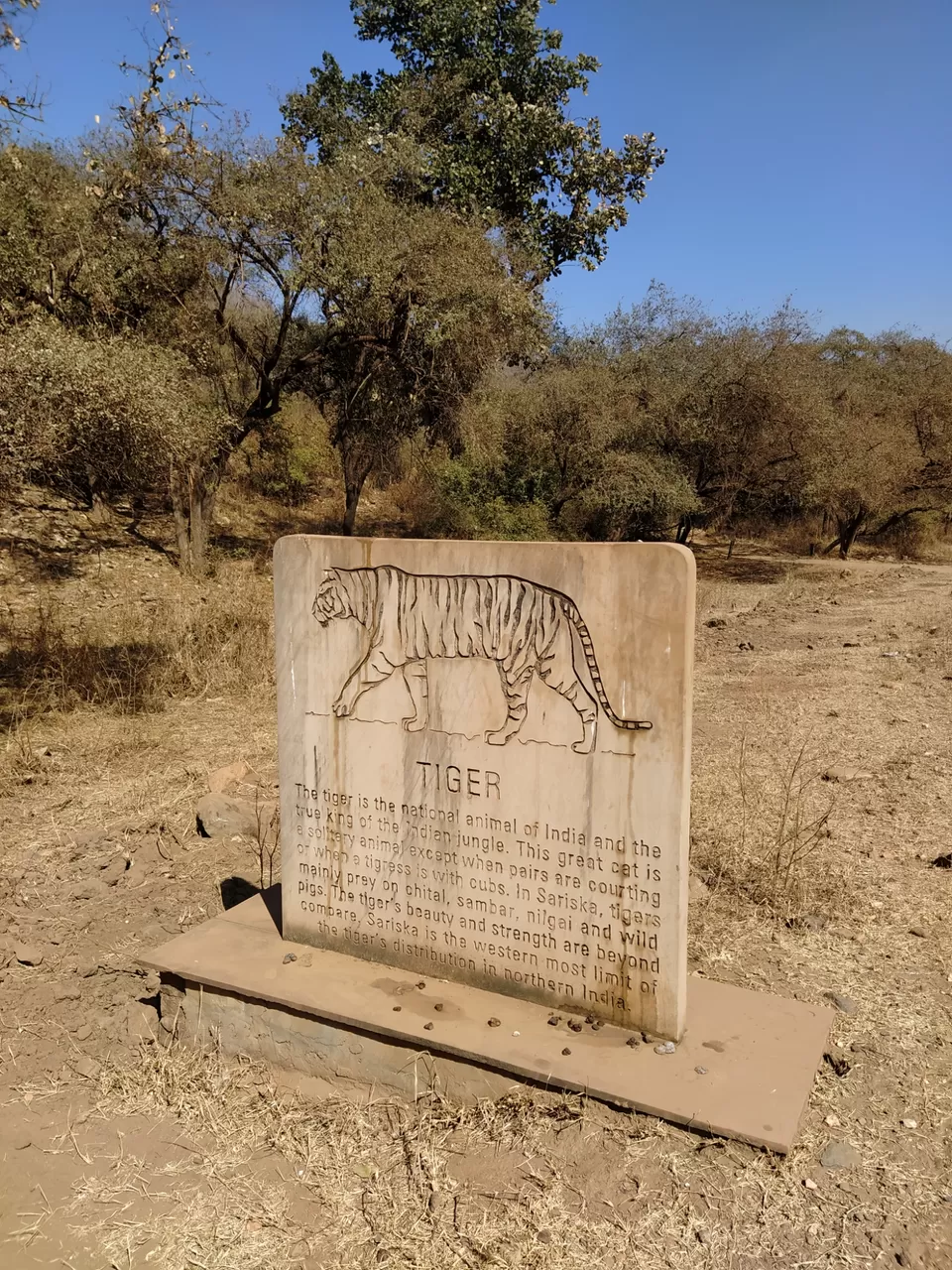 Photo of Sariska National Park by Shalini Magdel Das