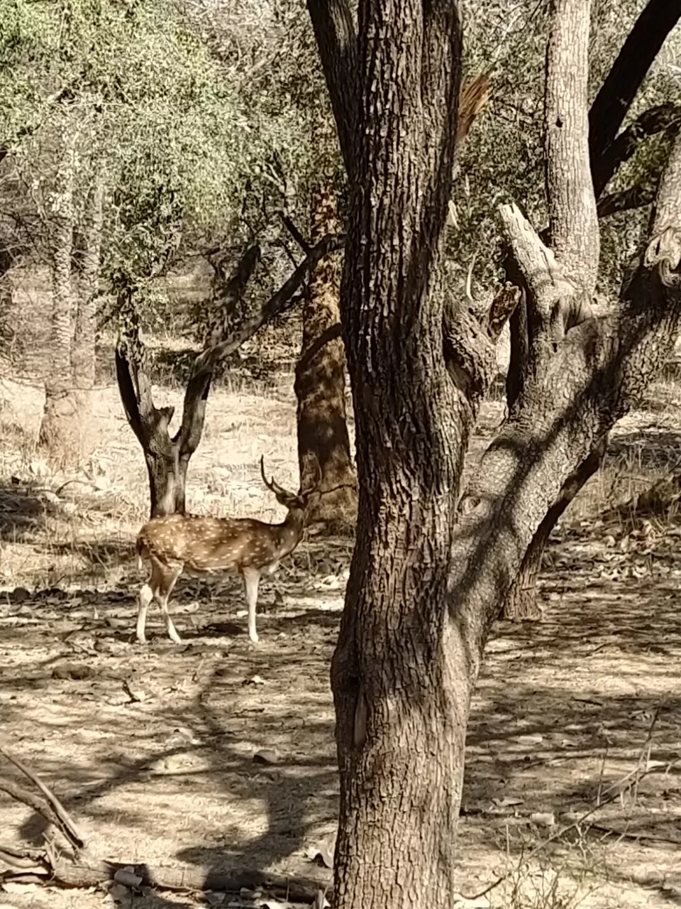 Photo of Sariska National Park by Shalini Magdel Das