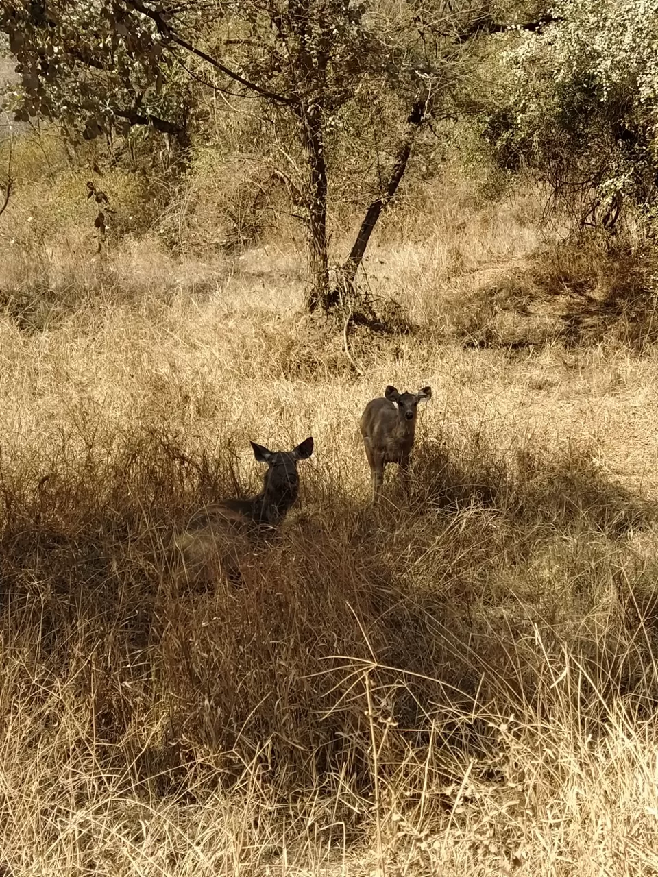 Photo of Sariska National Park by Shalini Magdel Das