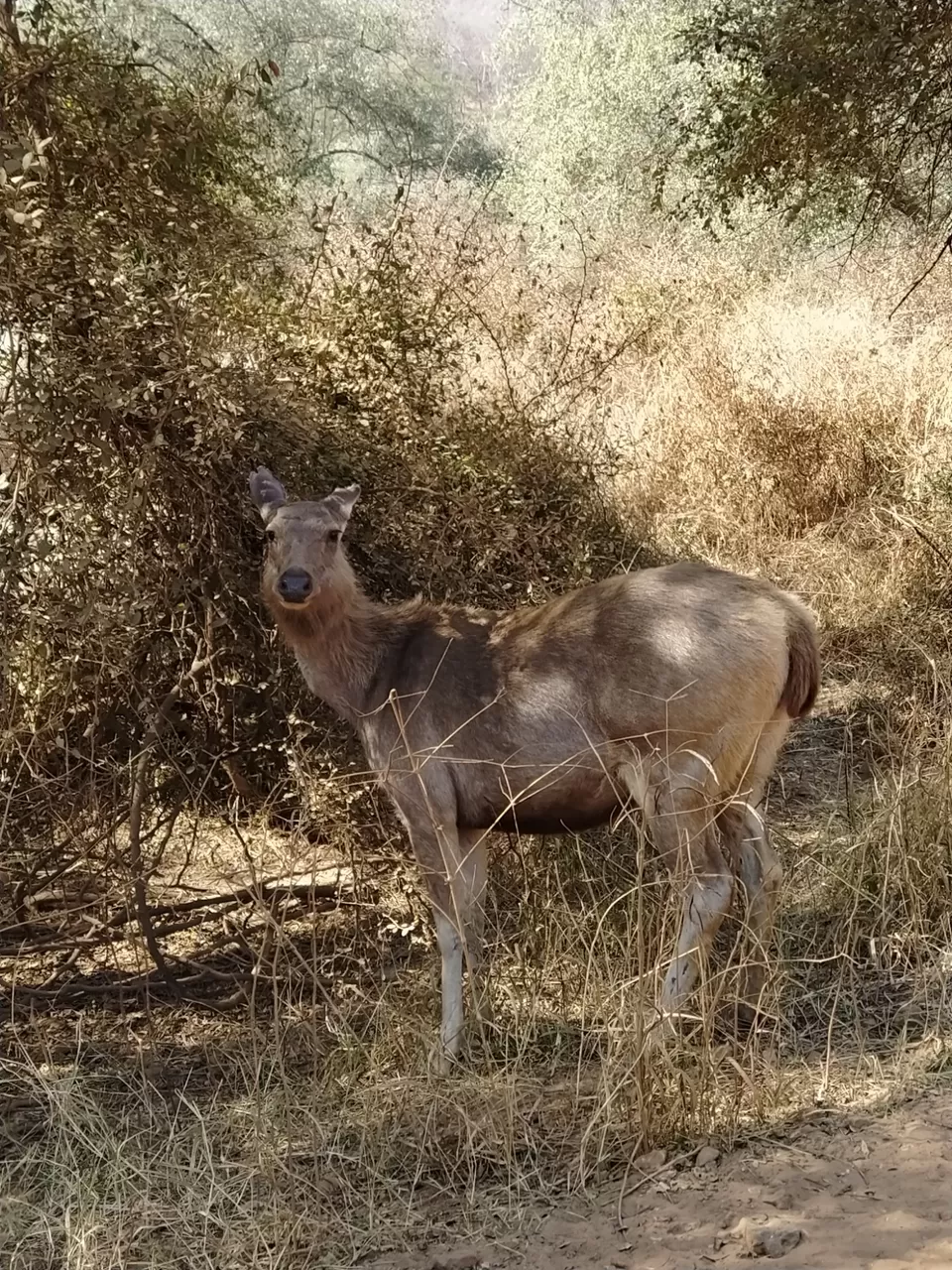 Photo of Sariska National Park by Shalini Magdel Das