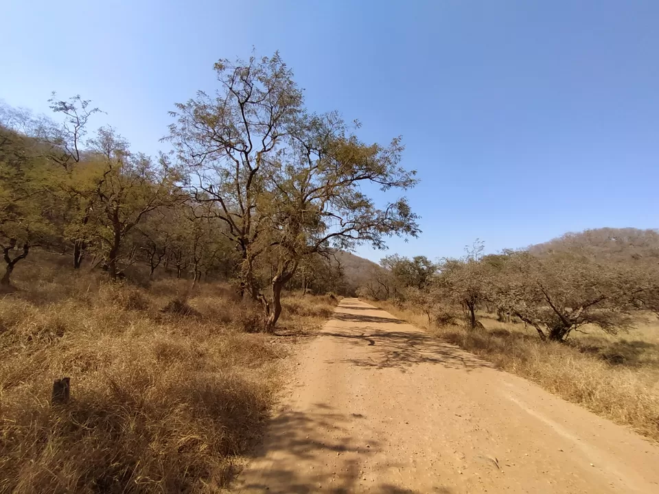 Photo of Sariska National Park by Shalini Magdel Das