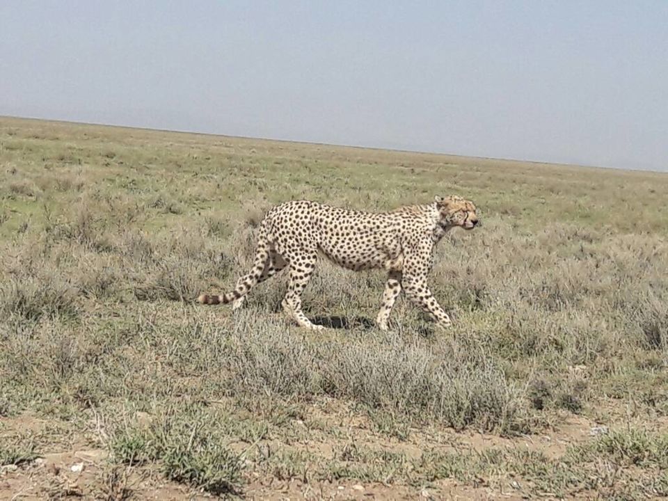 Photo of 6 DAYS/5 NIGHTS TANZANIA LODGE SAFARIS by Eastland Adventures