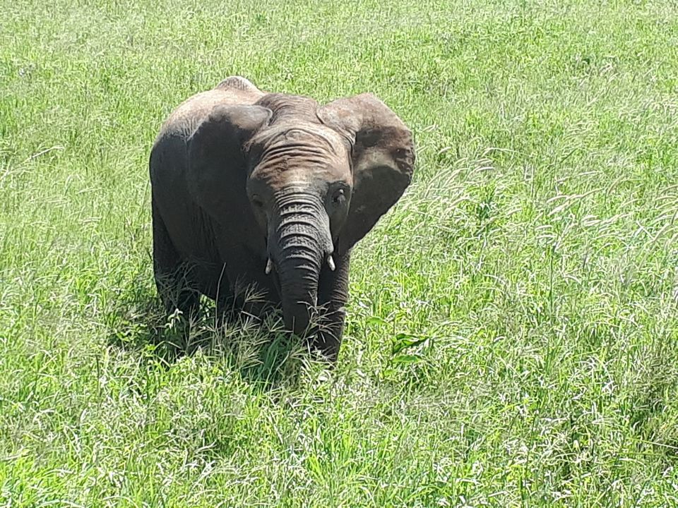 Photo of 6 DAYS/5 NIGHTS TANZANIA LODGE SAFARIS 3/4 by Eastland Adventures
