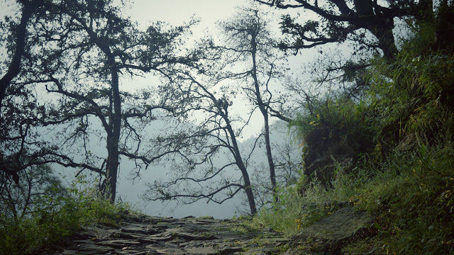 Photo of The misty affair in Pangot by The TwinTrippers