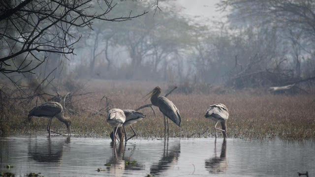 Photo of Bharatpur Bird Sanctuary: A day in Nature's lap 4/13 by The TwinTrippers