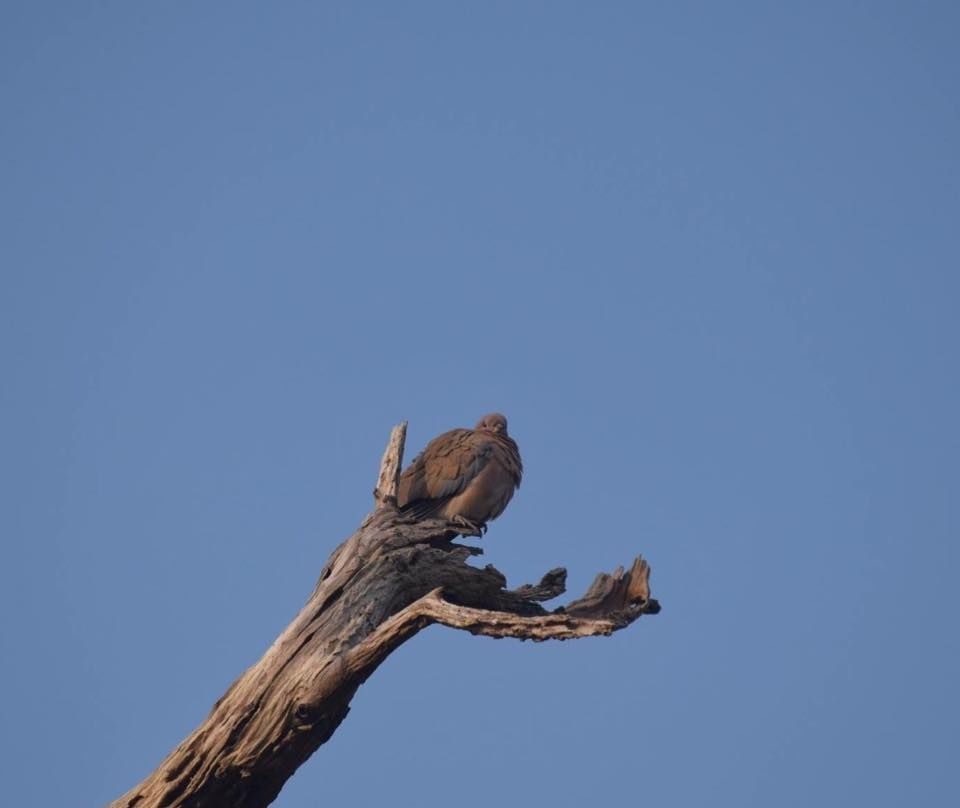 Photo of Bharatpur Bird Sanctuary: A day in Nature's lap 2/13 by The TwinTrippers