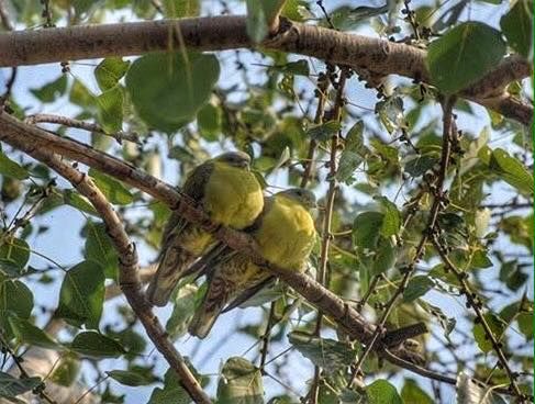 Photo of Bharatpur Bird Sanctuary: A day in Nature's lap 3/13 by The TwinTrippers