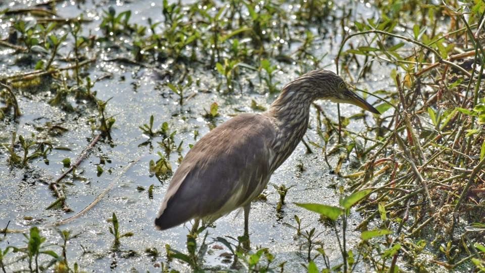 Photo of Bharatpur Bird Sanctuary: A day in Nature's lap 5/13 by The TwinTrippers