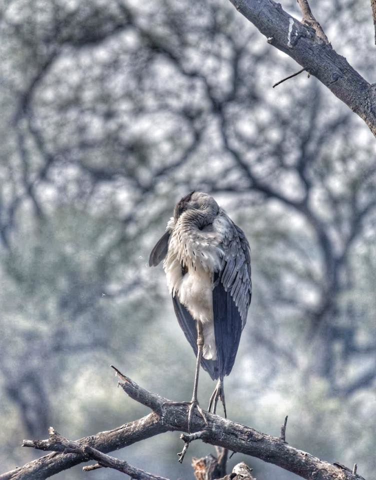 Photo of Bharatpur Bird Sanctuary: A day in Nature's lap 6/13 by The TwinTrippers