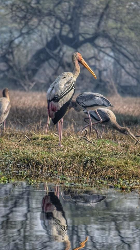 Photo of Bharatpur Bird Sanctuary: A day in Nature's lap 7/13 by The TwinTrippers