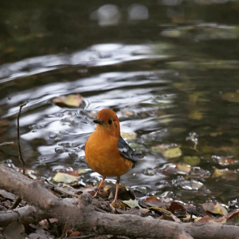 Photo of Bharatpur Bird Sanctuary: A day in Nature's lap 9/13 by The TwinTrippers