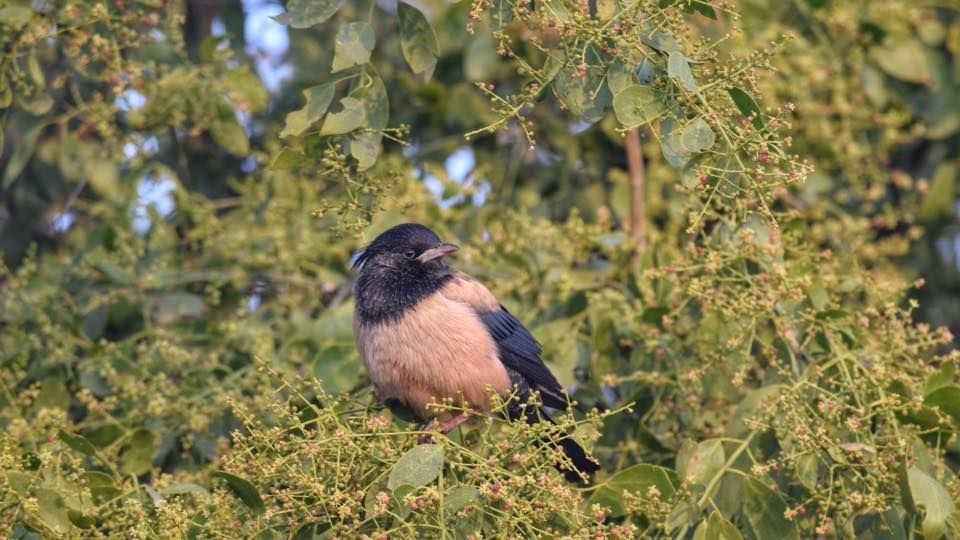 Photo of Bharatpur Bird Sanctuary: A day in Nature's lap 10/13 by The TwinTrippers