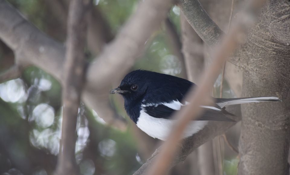Photo of Bharatpur Bird Sanctuary: A day in Nature's lap 11/13 by The TwinTrippers