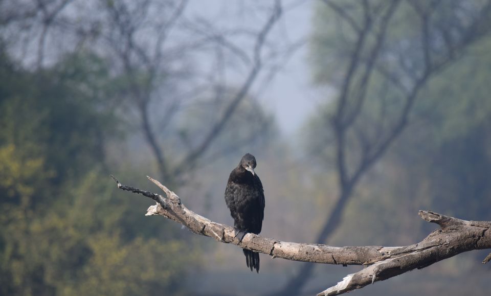 Photo of Bharatpur Bird Sanctuary: A day in Nature's lap 12/13 by The TwinTrippers