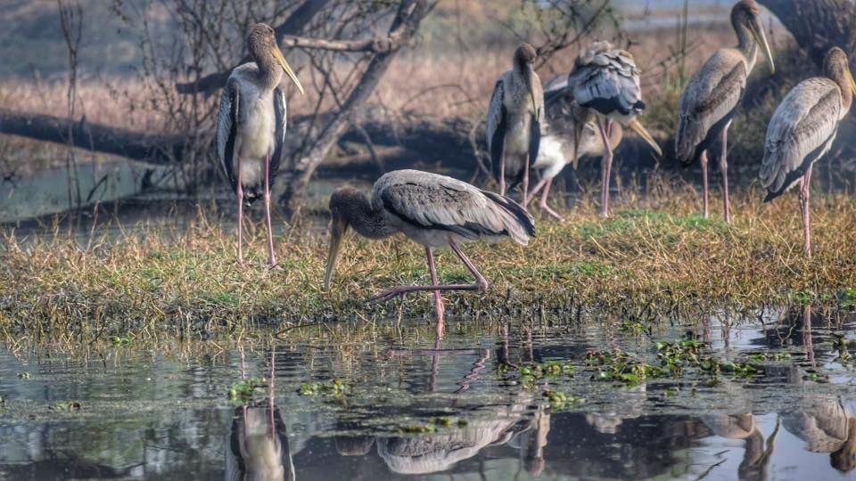 Photo of Bharatpur Bird Sanctuary: A day in Nature's lap by The TwinTrippers