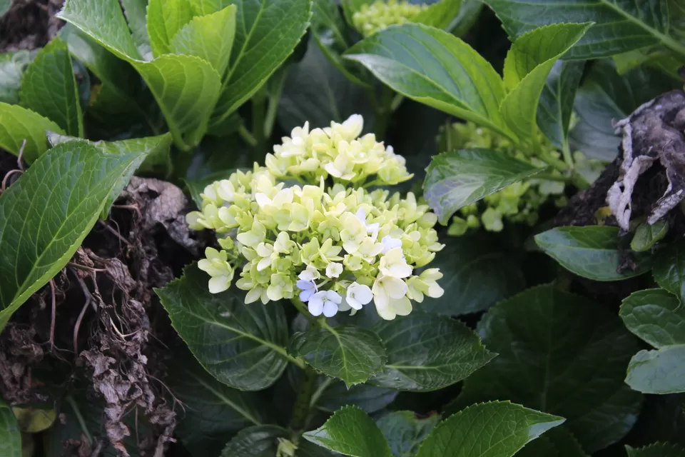 Photo of Bryant Park, Lower Shola Road, Kodaikanal, Tamil Nadu, India by Akanksha Jaiswal