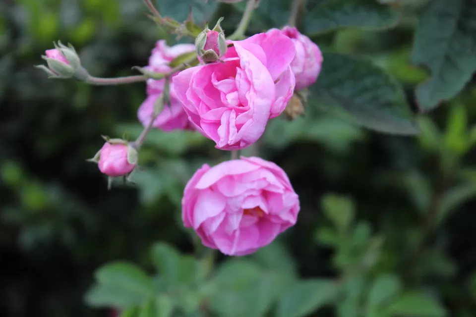 Photo of Bryant Park, Lower Shola Road, Kodaikanal, Tamil Nadu, India by Akanksha Jaiswal