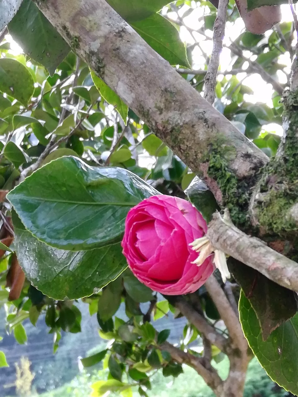 Photo of Bryant Park, Lower Shola Road, Kodaikanal, Tamil Nadu, India by Akanksha Jaiswal