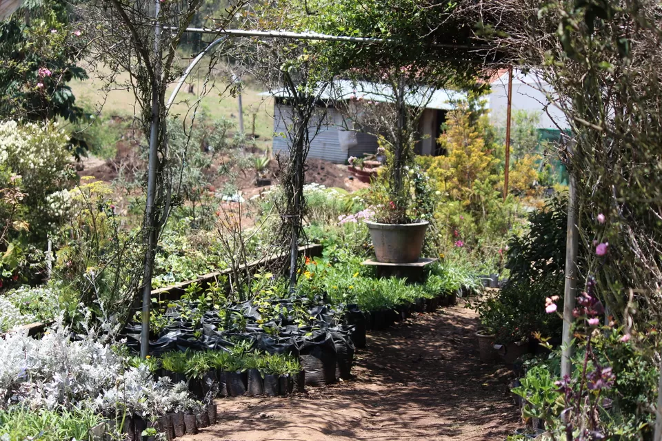 Photo of Bryant Park, Lower Shola Road, Kodaikanal, Tamil Nadu, India by Akanksha Jaiswal