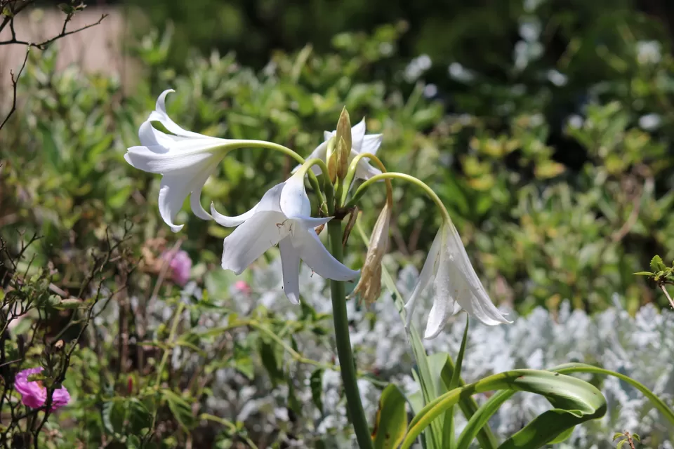 Photo of Bryant Park, Lower Shola Road, Kodaikanal, Tamil Nadu, India by Akanksha Jaiswal