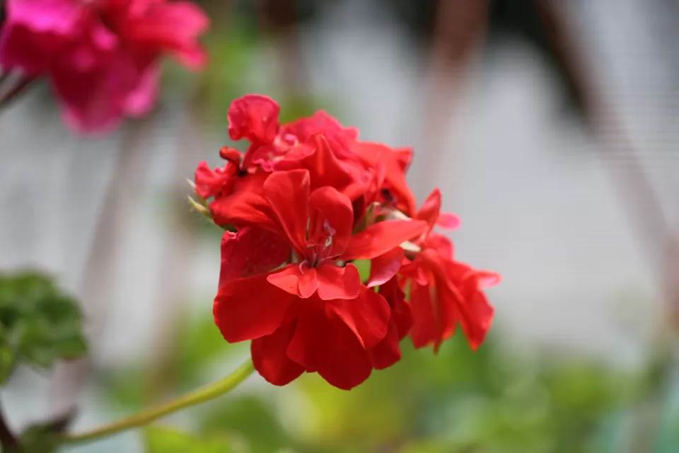 Photo of Bryant Park, Lower Shola Road, Kodaikanal, Tamil Nadu, India by Akanksha Jaiswal