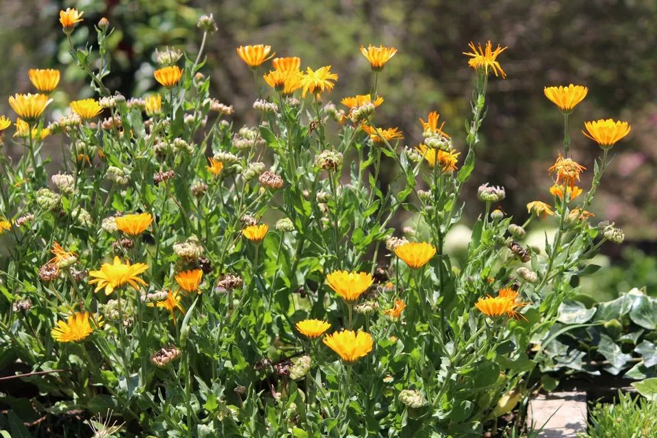 Photo of Bryant Park, Lower Shola Road, Kodaikanal, Tamil Nadu, India by Akanksha Jaiswal