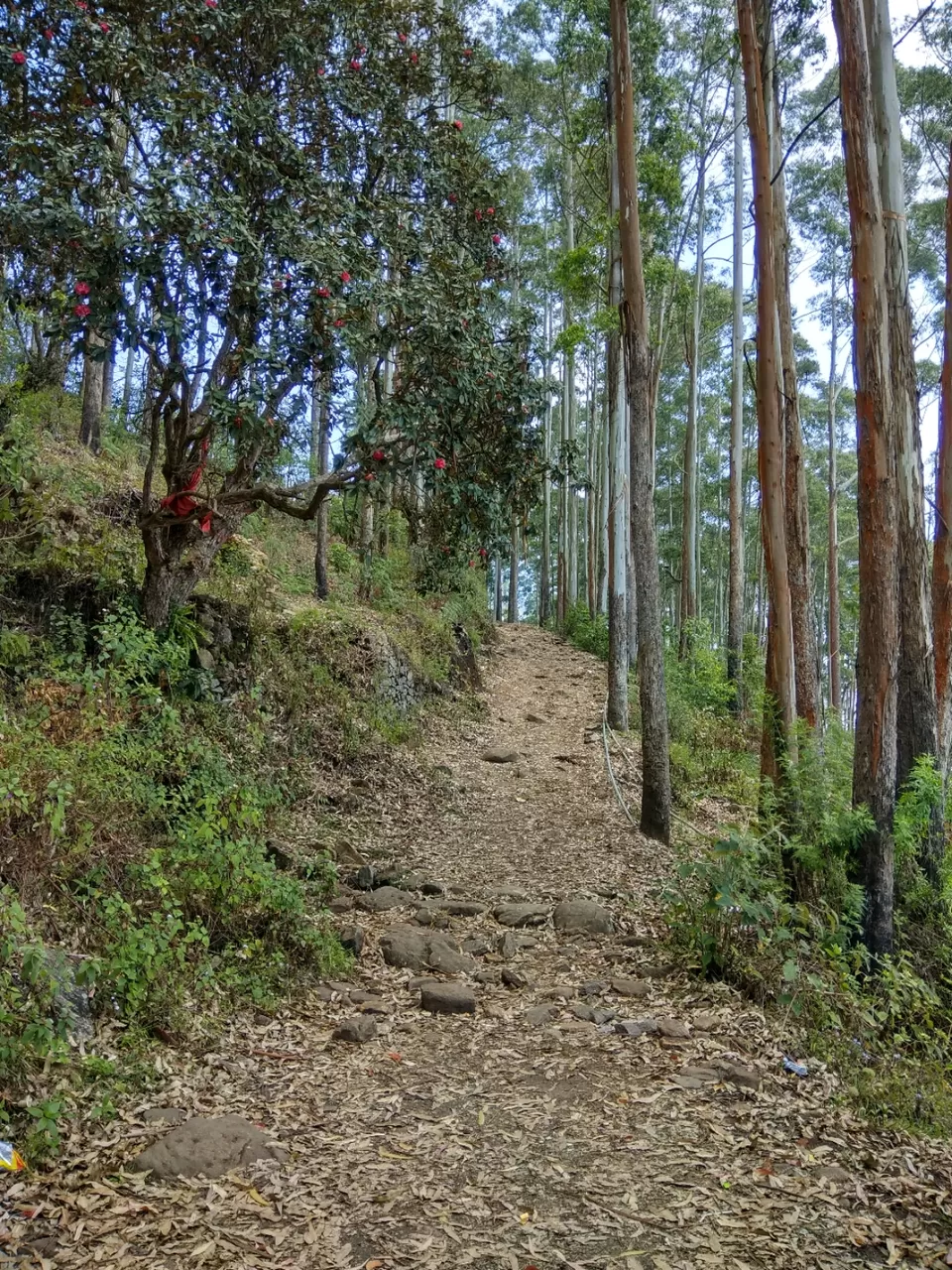 Photo of In The Paradise of Mist-Kodaikanal by Akanksha Jaiswal