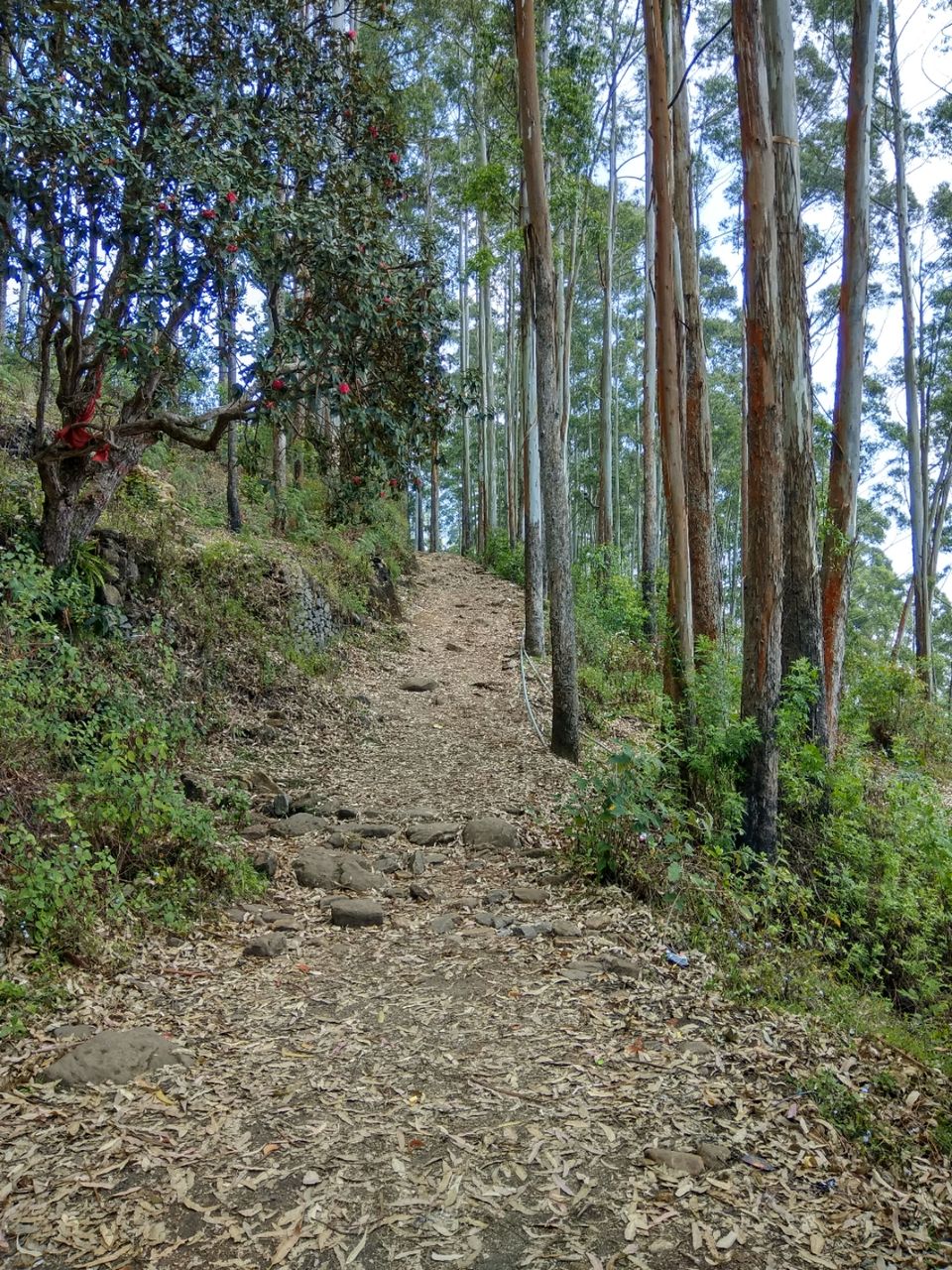 Photo of In The Paradise of Mist-Kodaikanal by Akanksha Jaiswal