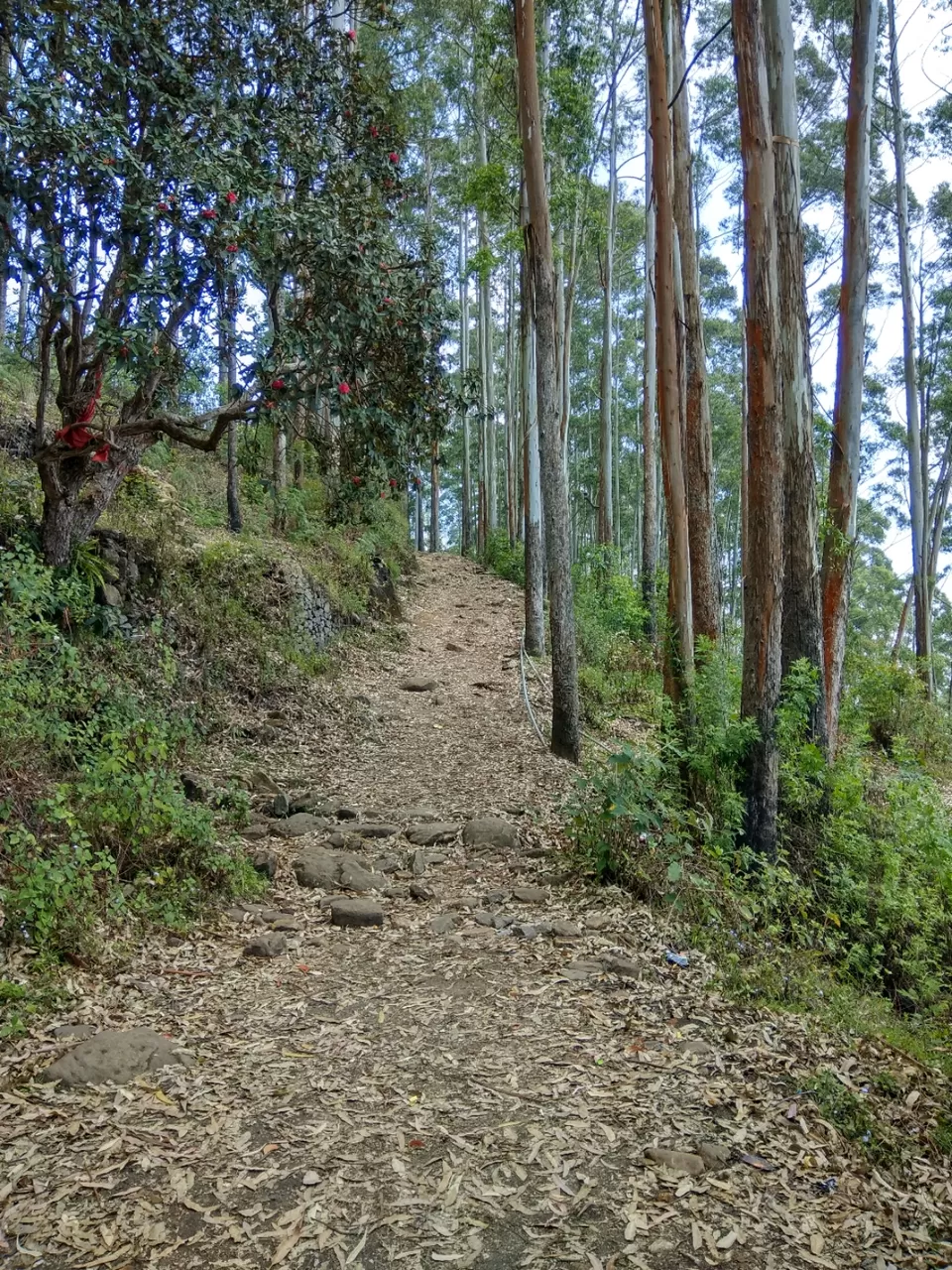 Photo of In The Paradise of Mist-Kodaikanal by Akanksha Jaiswal