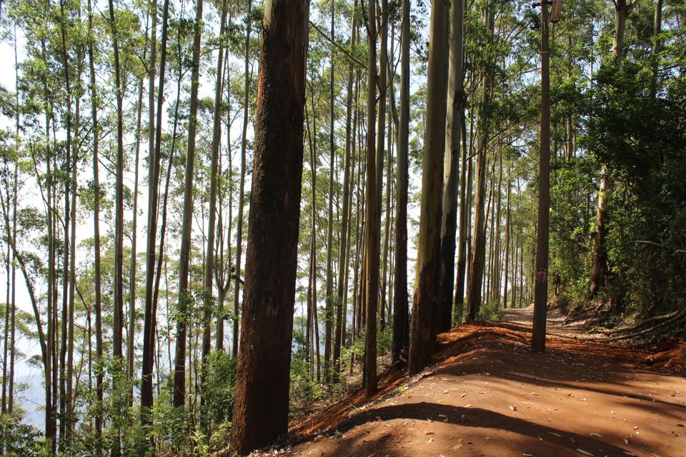 Photo of In The Paradise of Mist-Kodaikanal by Akanksha Jaiswal