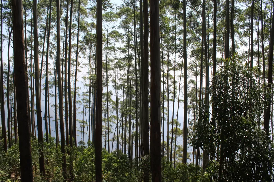 Photo of In The Paradise of Mist-Kodaikanal by Akanksha Jaiswal