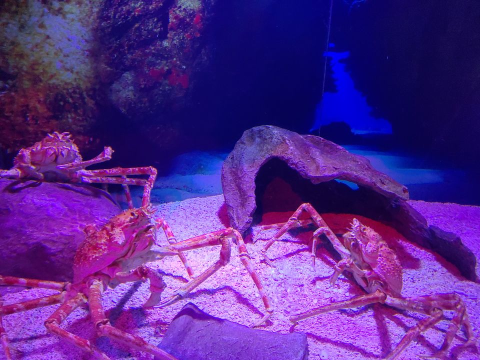 Photo of Aquaria KLCC, Jalan Pinang, Kuala Lumpur City Centre, Kuala Lumpur, Federal Territory of Kuala Lumpur, Malaysia by Kiran Sha M S