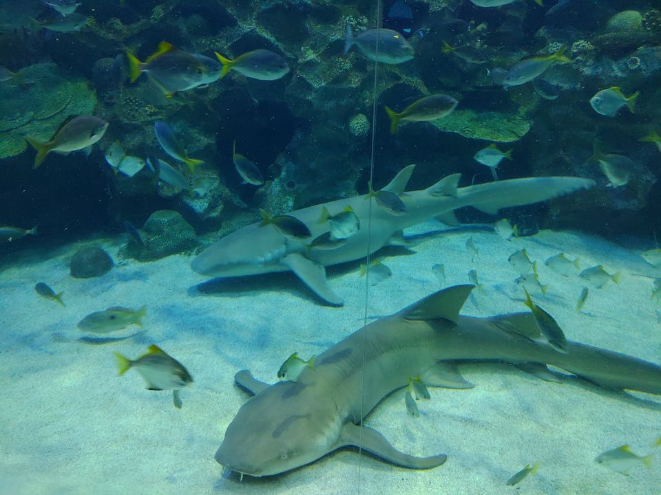 Photo of Aquaria KLCC, Jalan Pinang, Kuala Lumpur City Centre, Kuala Lumpur, Federal Territory of Kuala Lumpur, Malaysia by Kiran Sha M S