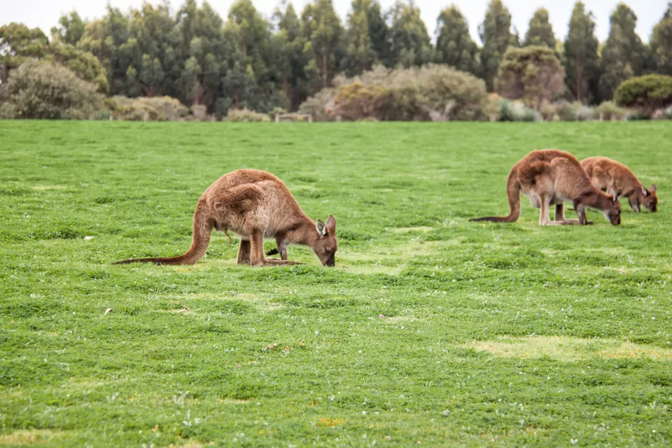 Photo of Kosciuszko National Park, New South Wales, Australia by Sending Postcards Home
