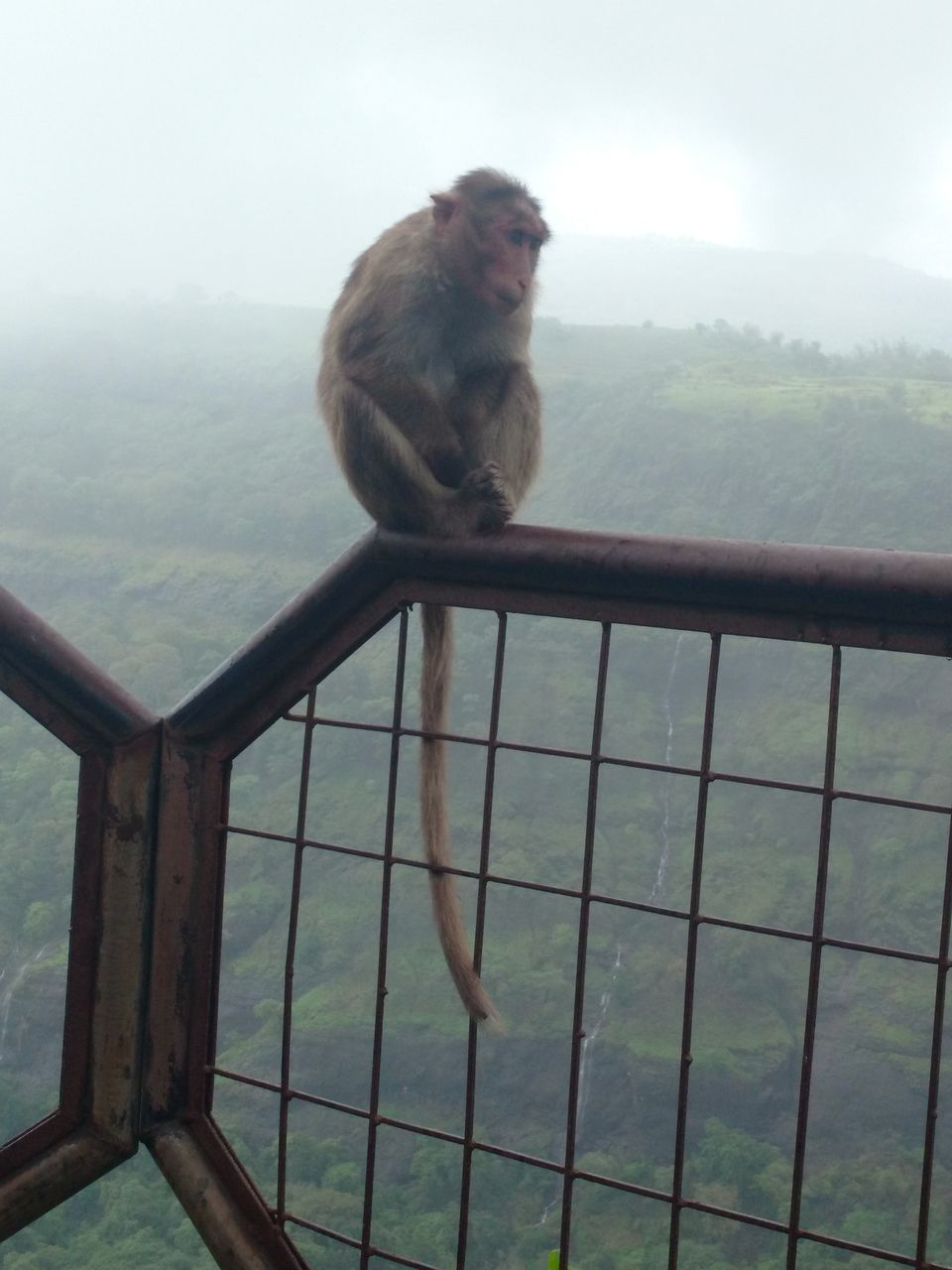 Photo of Monkey Point, Khandala, Old Mumbai - Pune Highway, Khandala, Lonavala, Maharashtra, India by Harsha Gupta