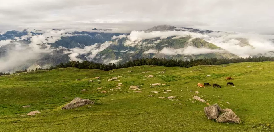 Photo of Gorson Bugyal, Auli Laga Salude, Uttarakhand, India by Abhijit