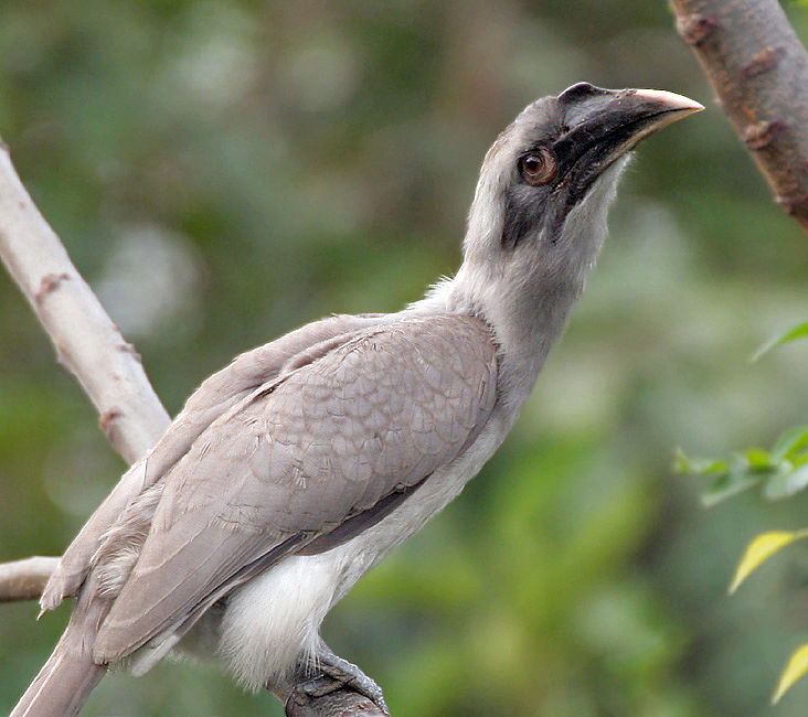 Photo of Keoladeo National Park, Bharatpur, Rajasthan, India by Abhijit